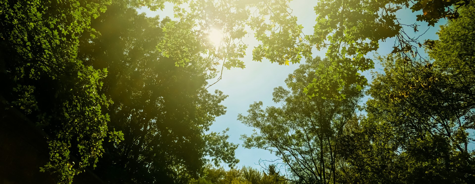 plush foliage to celebrate earth day 2025