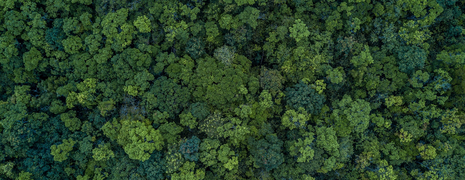 North is at the forefront of these efforts, using Internet of Things (IoT) technologies to empower businesses and communities in their fight against climate change.