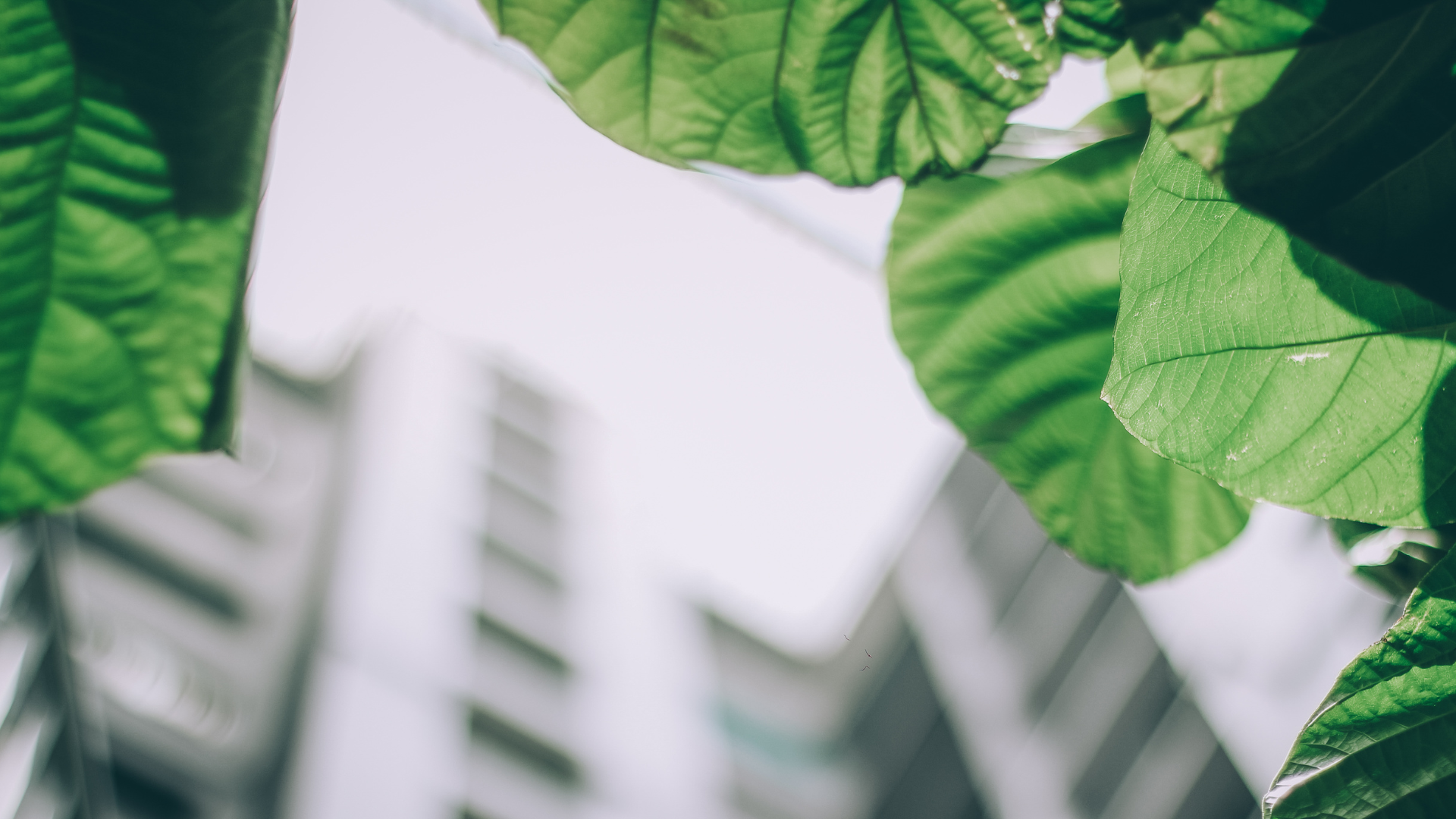 foliage covering an office building
